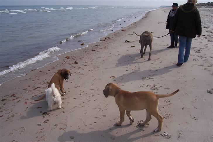 Blanding af racer balder - strandtur med mor og legekammerater billede 8