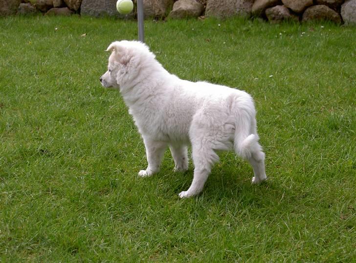 Dansk Spids Frida (Abby) - Hov! er det naboéns hanhunde. billede 4