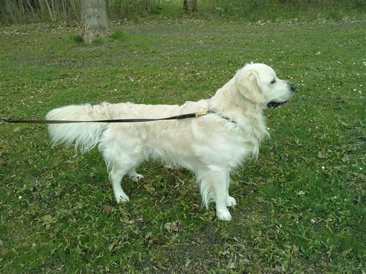 Golden retriever Eddie - 2010 billede 16