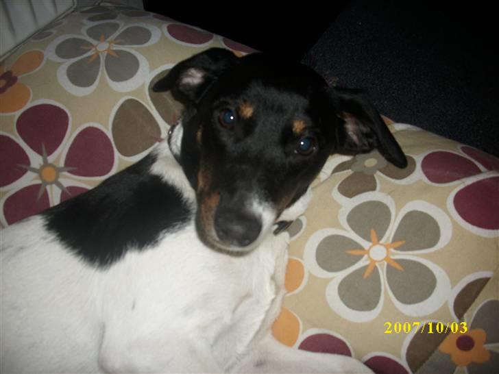 Dansk svensk gaardhund Ronja  billede 1