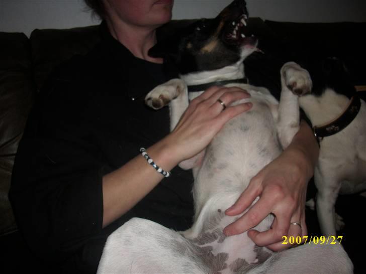 Dansk svensk gaardhund Ronja  billede 2