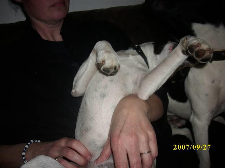 Dansk svensk gaardhund Ronja  billede 3