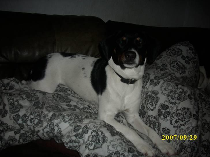 Dansk svensk gaardhund Ronja  billede 4