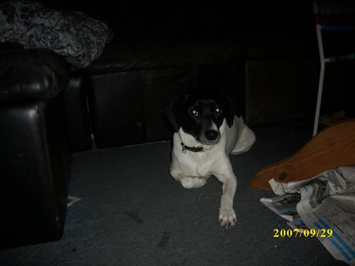 Dansk svensk gaardhund Ronja  billede 5