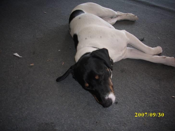 Dansk svensk gaardhund Ronja  billede 6