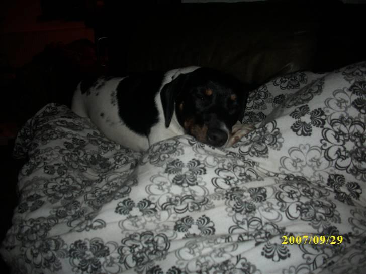 Dansk svensk gaardhund Ronja  billede 7