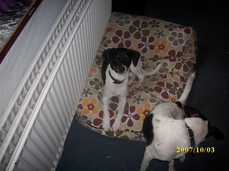 Dansk svensk gaardhund Ronja  billede 8