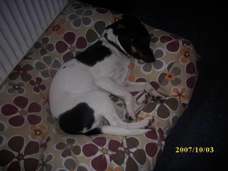 Dansk svensk gaardhund Ronja  billede 9