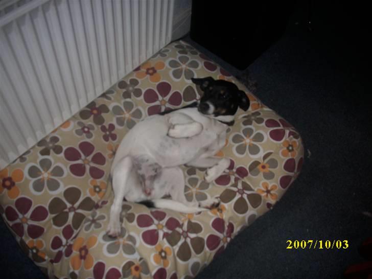 Dansk svensk gaardhund Ronja  billede 10