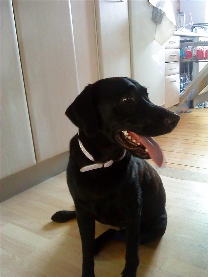 Blanding af racer Pepsi  (solgt savner dig) - Vi Elsker Diiq Puppi(; Og Savner Diiq;* #3 billede 3