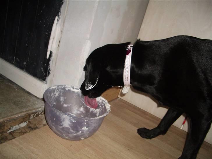 Blanding af racer Pepsi  (solgt savner dig) - Godt Med RisenGrød(; #4 billede 4