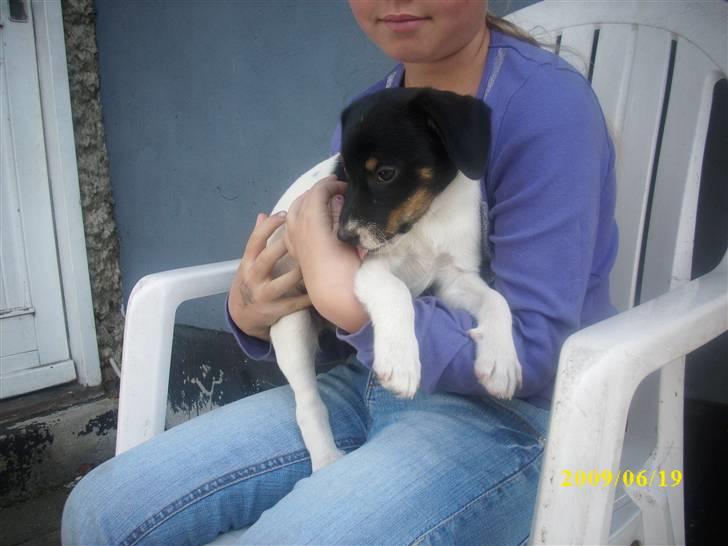 Dansk svensk gaardhund Ronja  billede 11