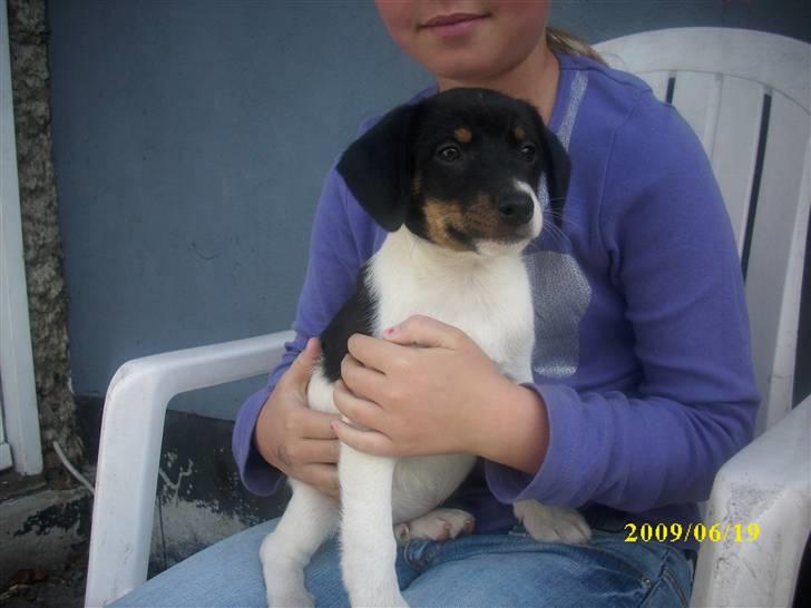 Dansk svensk gaardhund Ronja  billede 12