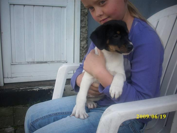 Dansk svensk gaardhund Ronja  billede 13