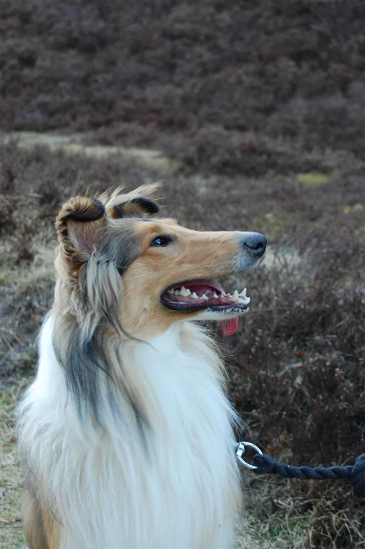 Collie langhåret CHILLI | Prinsessen - 3 april 2011 Foto: Jeanette R. Mehl billede 15