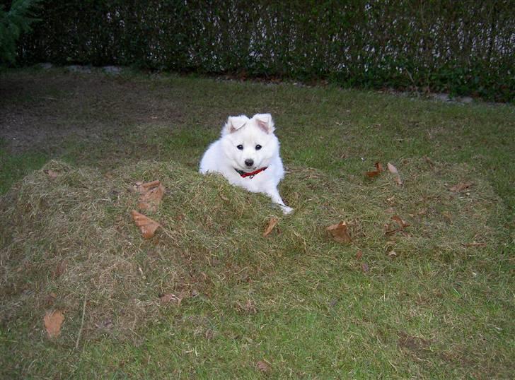 Dansk Spids Frida (Abby) - Så har far fået revet en masse mos sammen, hvor ligger jeg blødt. billede 5