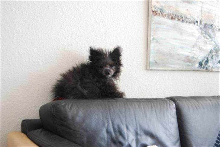 Blanding af racer **Lill' Cody<3** - På ferie hos faster Tina.. Der hygger vi altid sammen med Benjhi billede 2