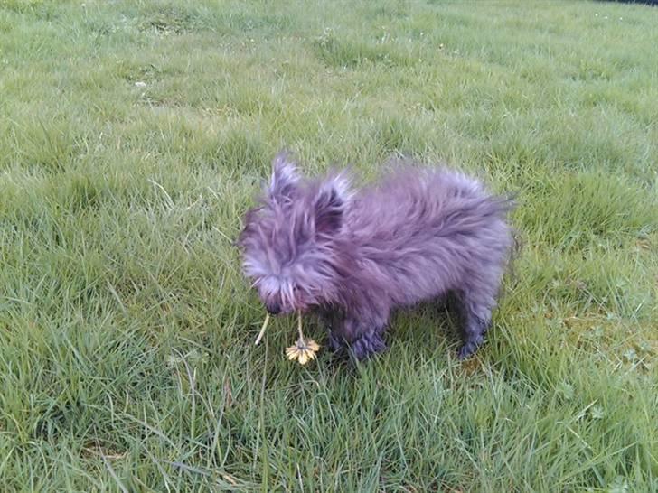 Blanding af racer **Lill' Cody<3** - Ude og lege med Mor og Mona :) billede 3