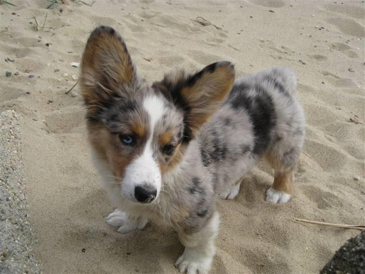 Welsh corgi cardigan Smartie`s Fina Fleur billede 8