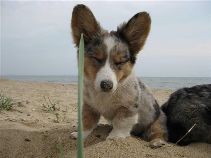 Welsh corgi cardigan Smartie`s Fina Fleur billede 9