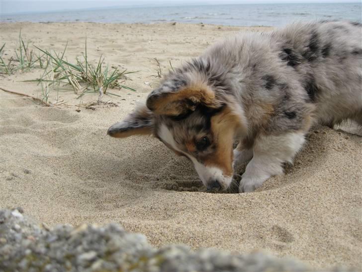 Welsh corgi cardigan Smartie`s Fina Fleur billede 10