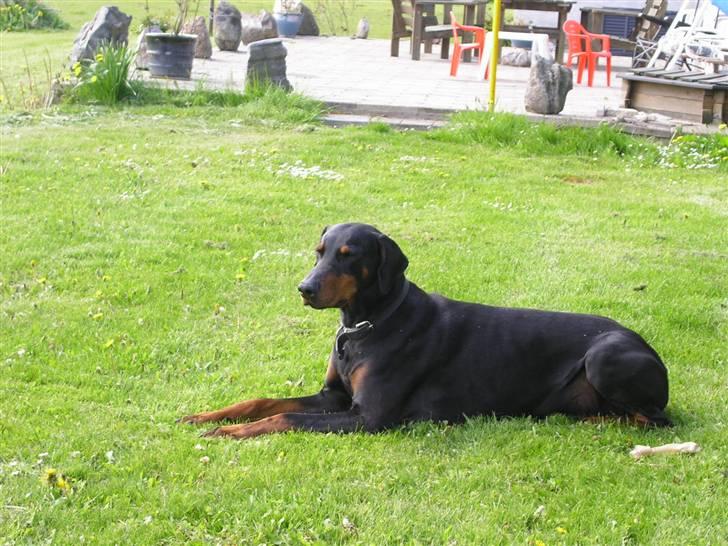 Dobermann Chico- R.I.P;( - Chico-muzz:) billede 1