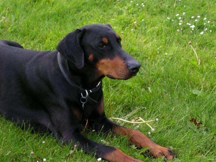 Dobermann Chico- R.I.P;( - chico billede 2