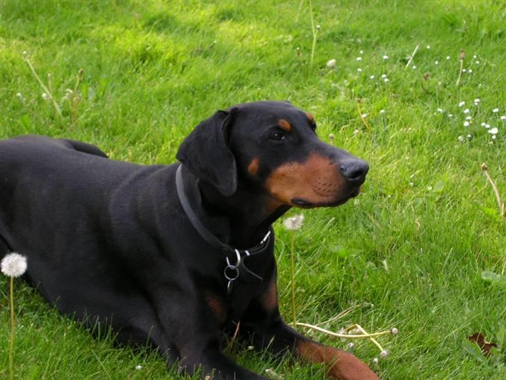 Dobermann Chico- R.I.P;( - chico..:) billede 3