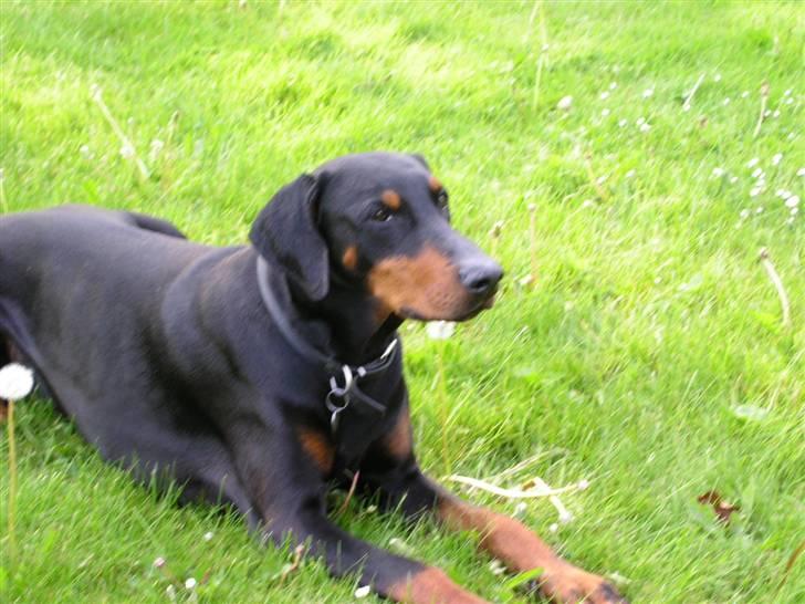 Dobermann Chico- R.I.P;( - chico-muzz <33 billede 4