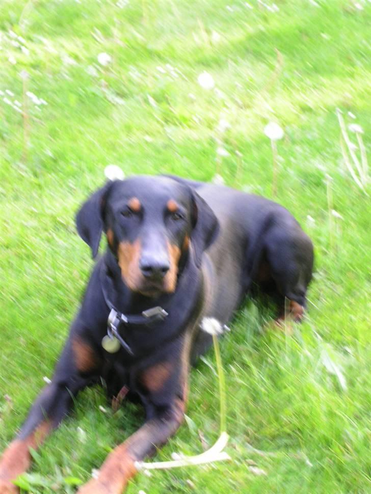 Dobermann Chico- R.I.P;( - Chico.. R.I.P...;( billede 5