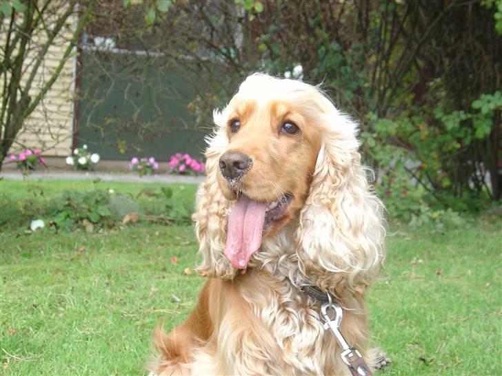 Cocker spaniel donna - min lille prinsesse billede 3