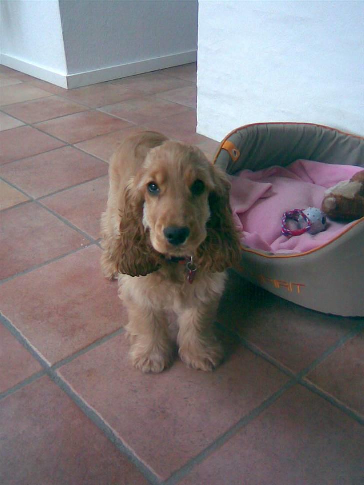 Cocker spaniel donna - her er her er hun 1-3 måneder gammel<3 billede 2