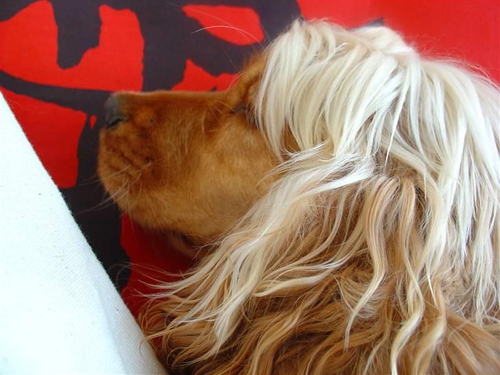 Cocker spaniel donna - da hun var blondine billede 4