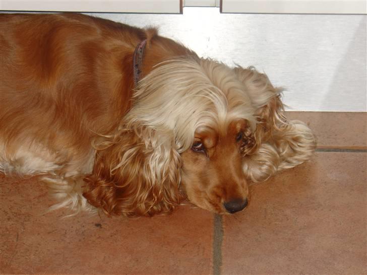 Cocker spaniel donna - der var hun også blondi billede 5