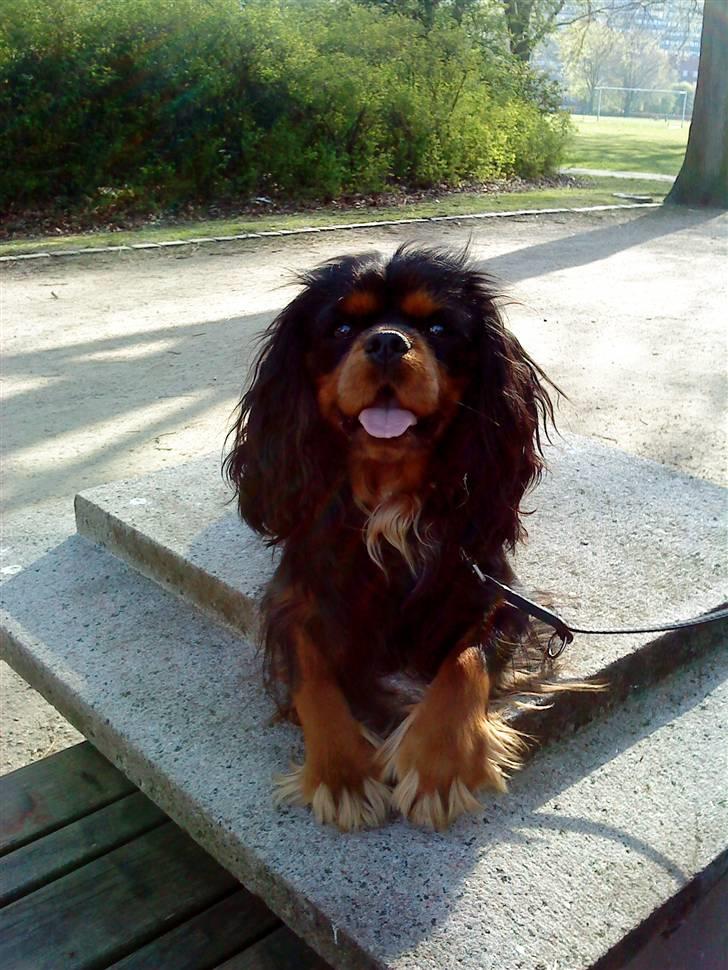 Cavalier king charles spaniel Johnny - Søød billede 2