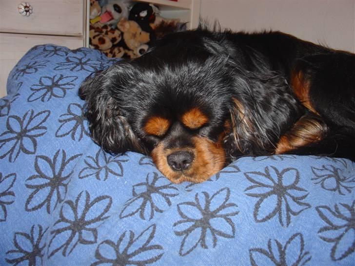 Cavalier king charles spaniel Johnny - Engel billede 5