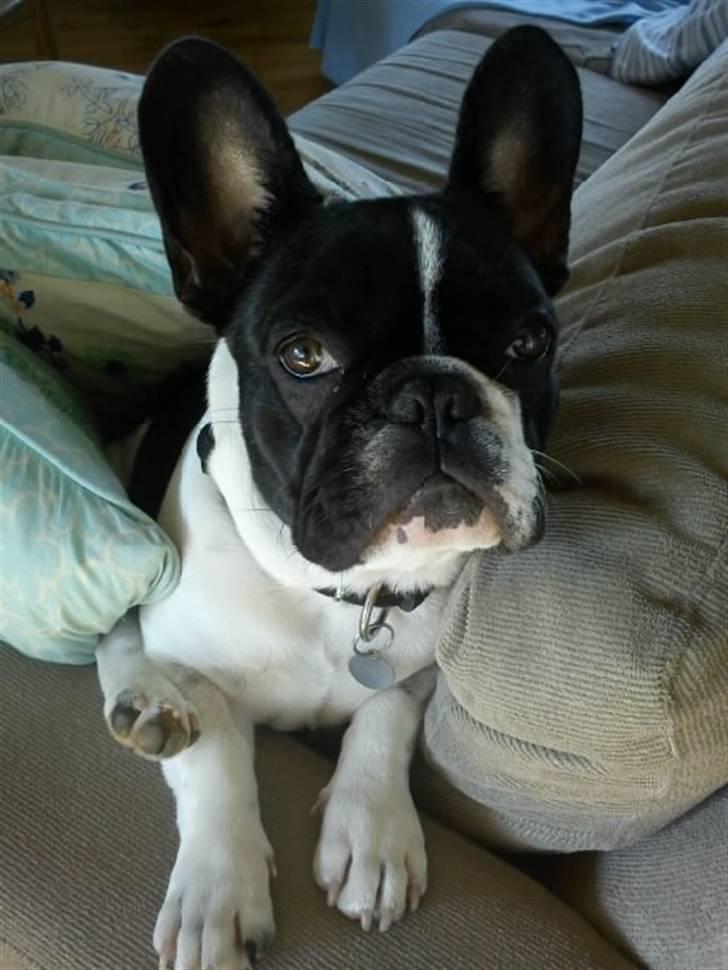 Fransk bulldog Albert - Albert 6 mdr ;) billede 1