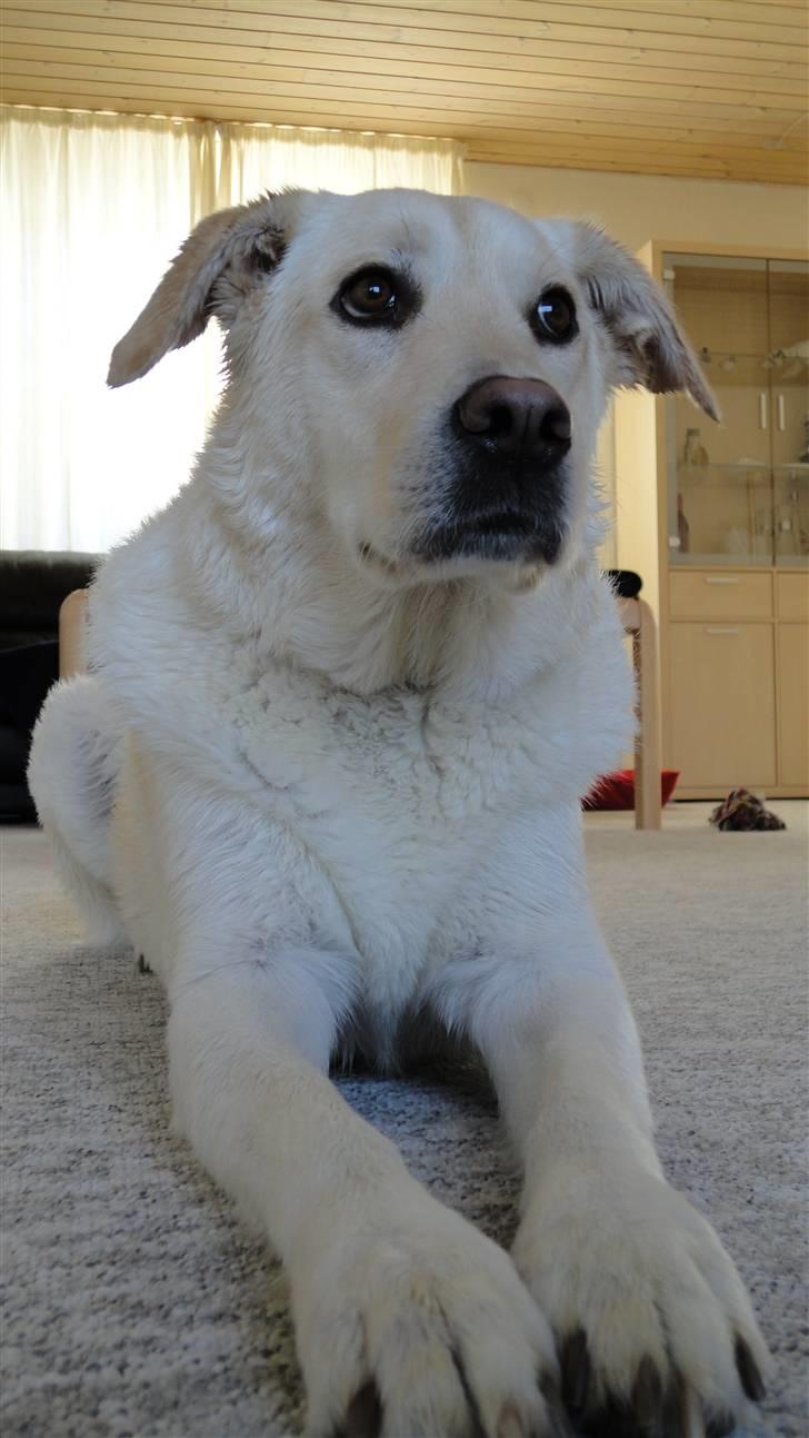 Blanding af racer Mulle - Mulle har været i bad billede 13