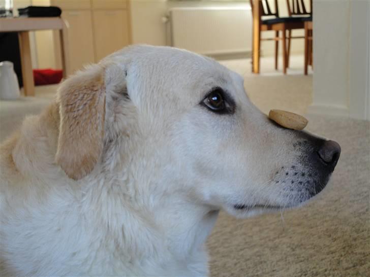 Blanding af racer Mulle - må jeg ikke godt få den kiks?? billede 14