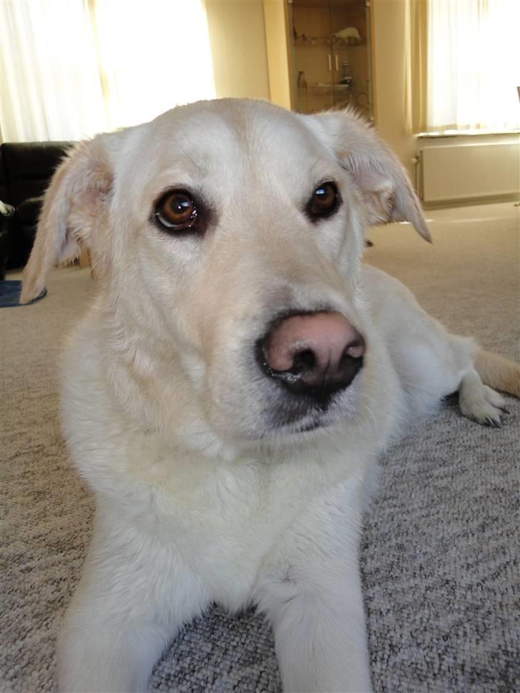 Blanding af racer Mulle - næsen er blevet lyserød billede 15