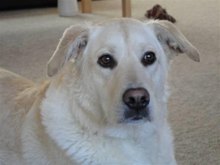 Blanding af racer Mulle - puske billede 16