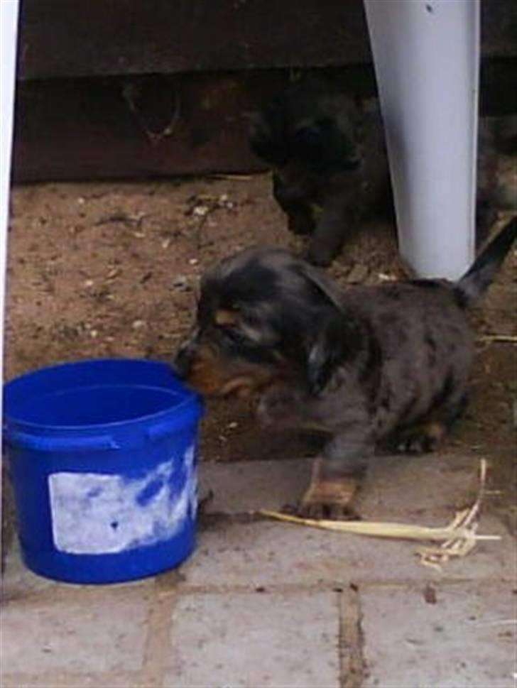 Dværggravhund Tammie (Merle) - Bette Tammie, hun er jo ikke meget større end et syltetøjsbærer :)  billede 10