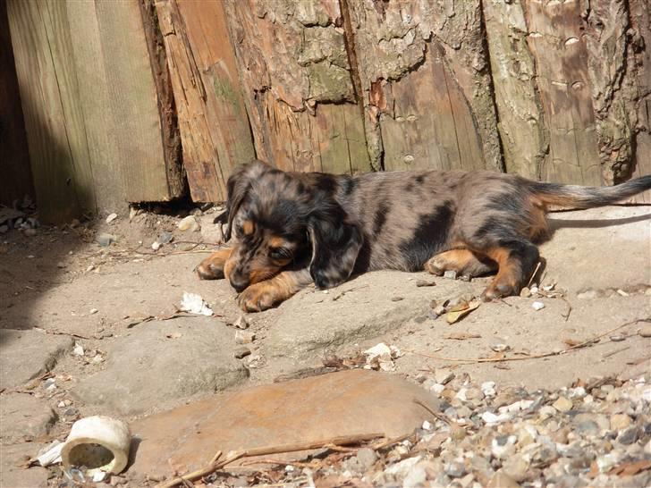 Dværggravhund Tammie (Merle) - Tammie har lige fundet noget, det skal vi jo lige smage på :) billede 11