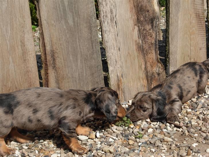 Dværggravhund Tammie (Merle) - Tammie og hendes bror leger med ukrudt :) billede 12