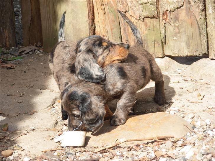 Dværggravhund Tammie (Merle) - Såå skal der leges :) billede 13