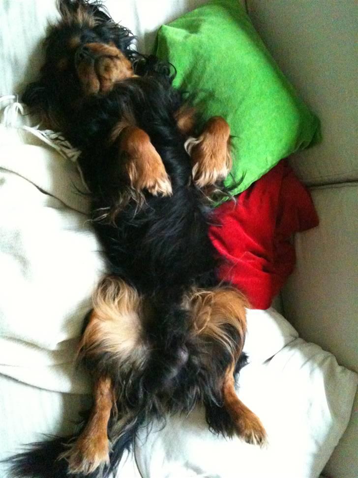 Cavalier king charles spaniel Johnny - Hvaa' ligger du godt, Johnny? :-D <3 billede 6