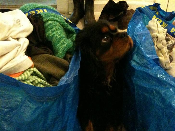 Cavalier king charles spaniel Johnny - Du er bedere end den bedste, sødere end den sødeste, smukkere end den smukkeste! 
"skal vi vaske nu?? pleeaass"
Foto: ? Hmm.. min far vil jeg tro? billede 9