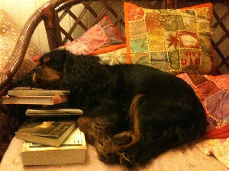 Cavalier king charles spaniel Johnny - <3 billede 10