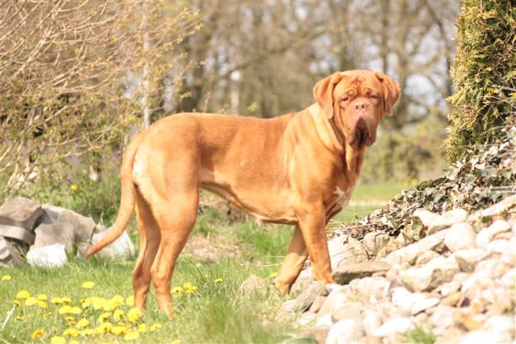 Dogue de bordeaux Anka (Himmelhund) billede 13