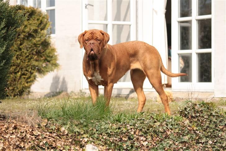 Dogue de bordeaux Anka (Himmelhund) billede 14